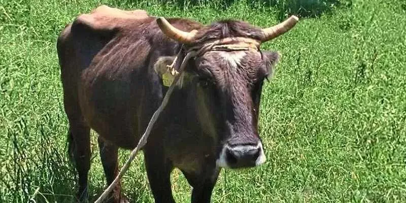 cow